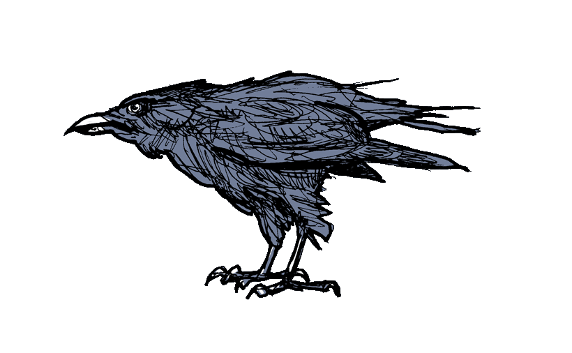 raven